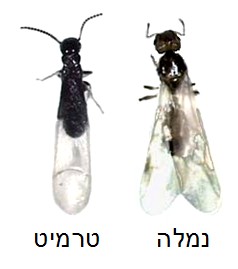 נמלים מעופפות או טרמיטים?